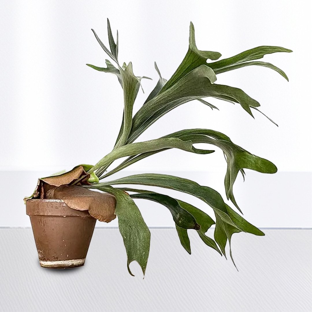 Staghorn Fern